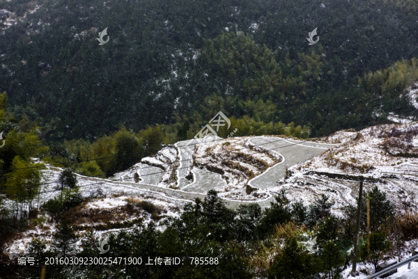 頭場雪