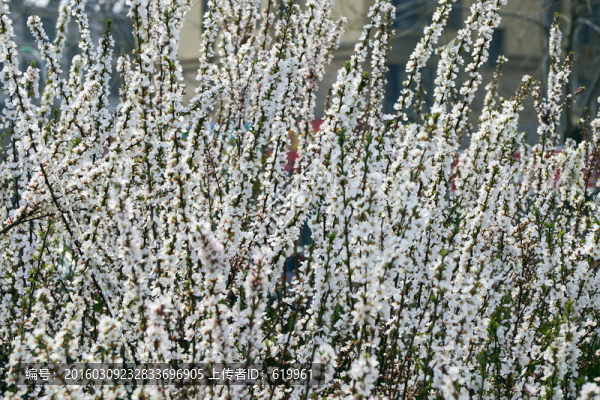 亂花
