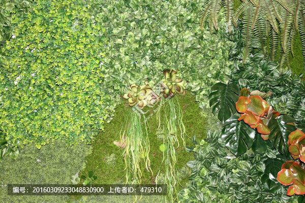 植物墻,綠葉背景,綠化墻,素材
