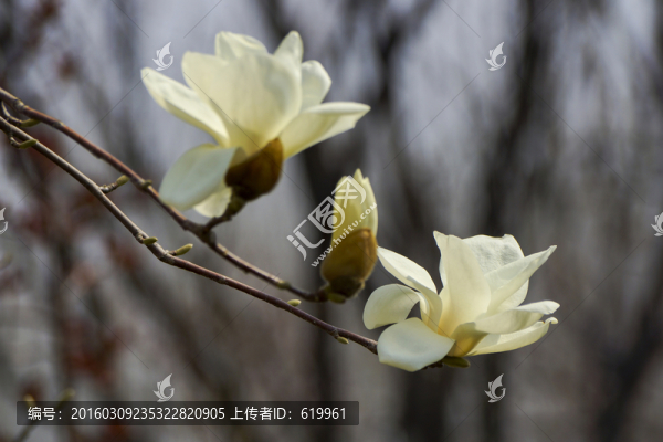 一枝白玉蘭
