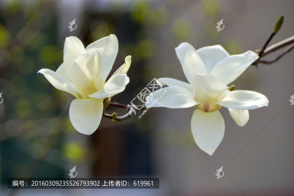 一枝白玉蘭
