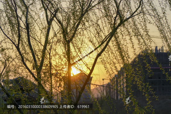 春柳