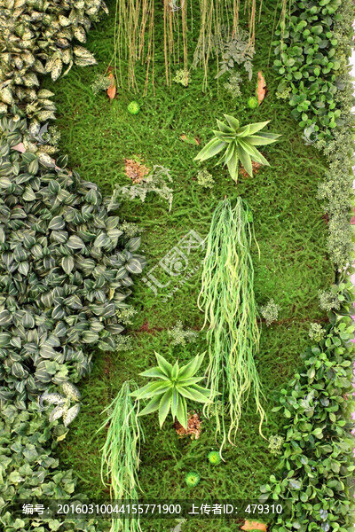 植物墻,綠葉背景,綠化墻,素材