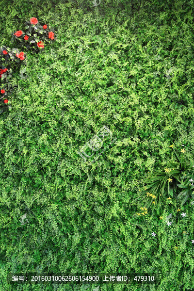 植物墻,綠葉背景,綠化墻,素材
