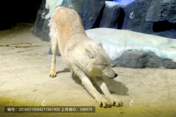 北極狼