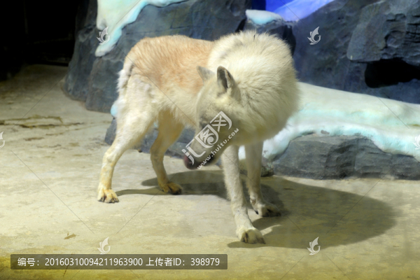 北極狼