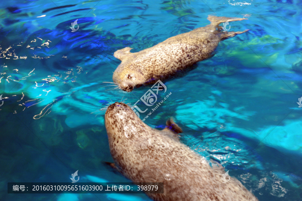 海獅
