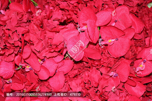 花墻,花朵,花卉,花,花兒