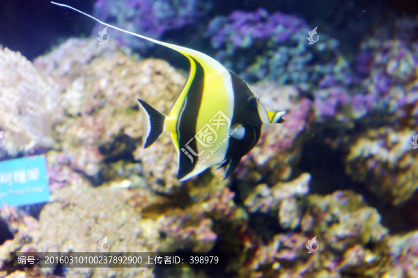 海底世界,魚
