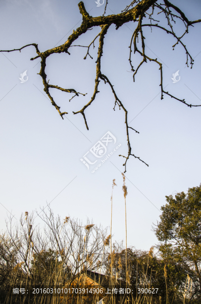 鄉(xiāng)村,老樹,舊房,夕陽