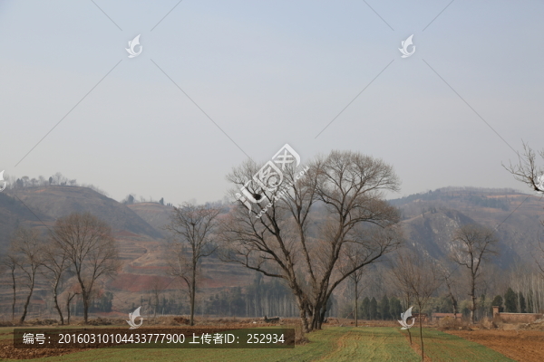 田園
