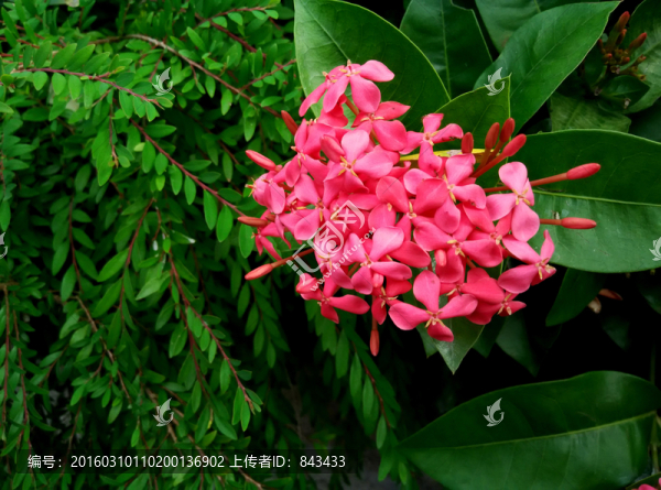 龍船花