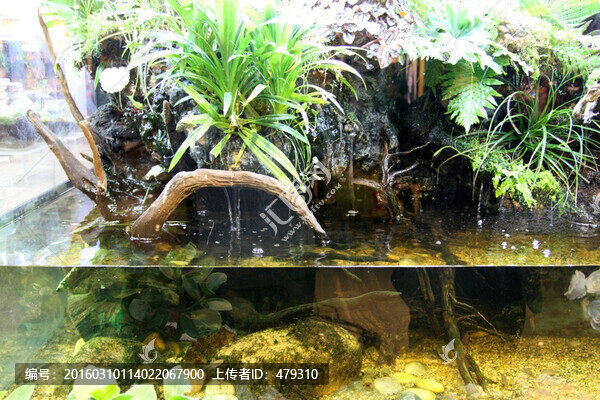 魚缸,生態(tài),綠植,假山,園林
