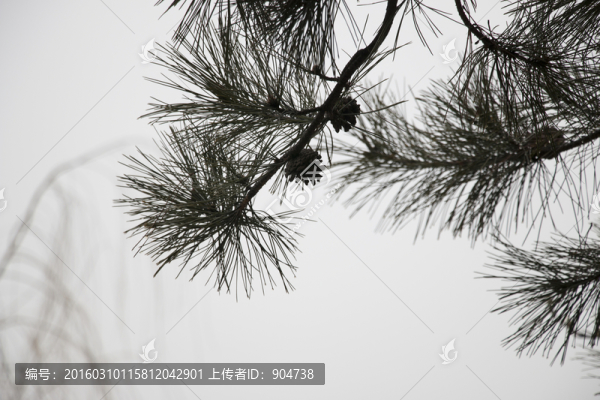 松樹