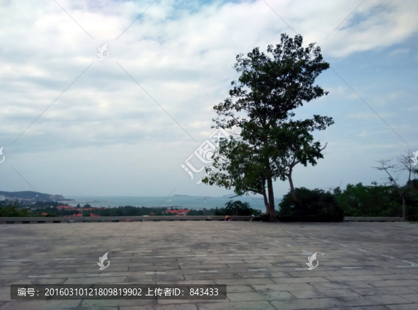 一棵樹(shù)