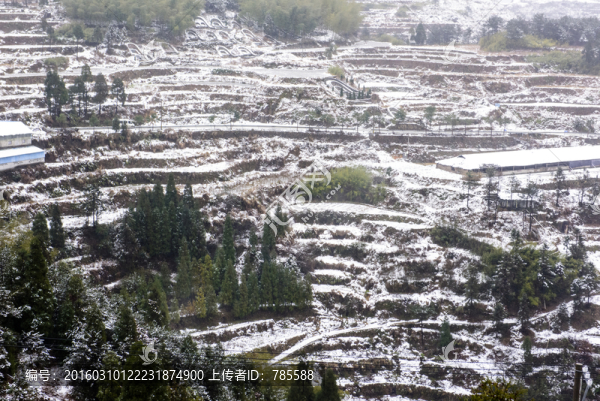 頭場雪