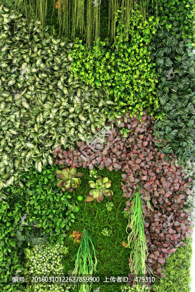 植物墻,綠葉背景,綠化墻,素材