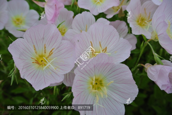 花兒朵朵