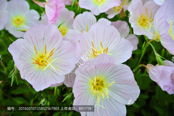 花兒