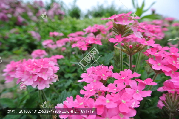 花兒
