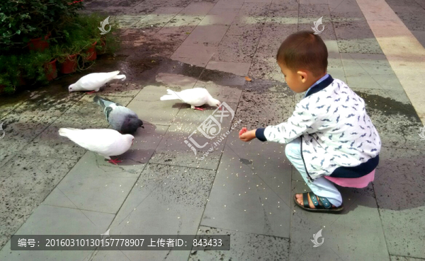 喂鴿子