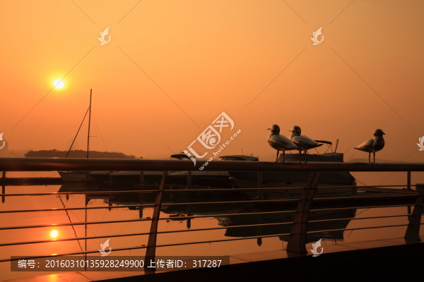 金雞湖日出