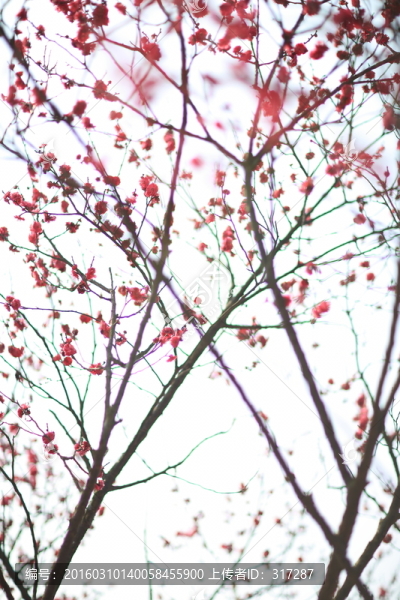 春梅