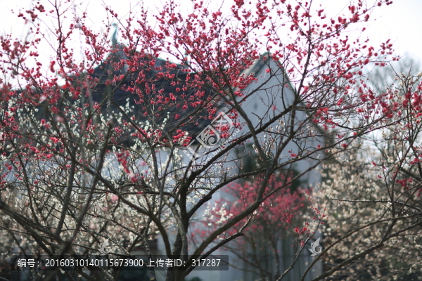 春梅