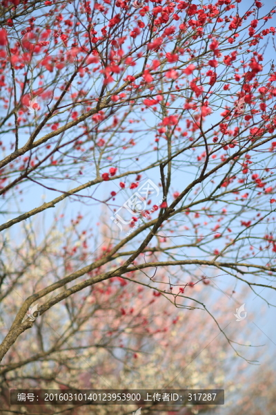 春天的梅花