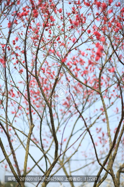春天的梅花