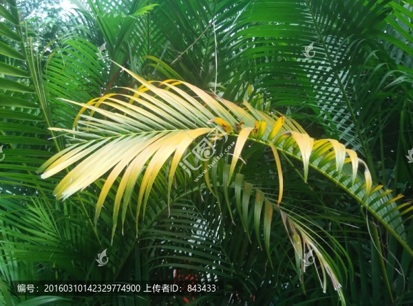 巴樵葉