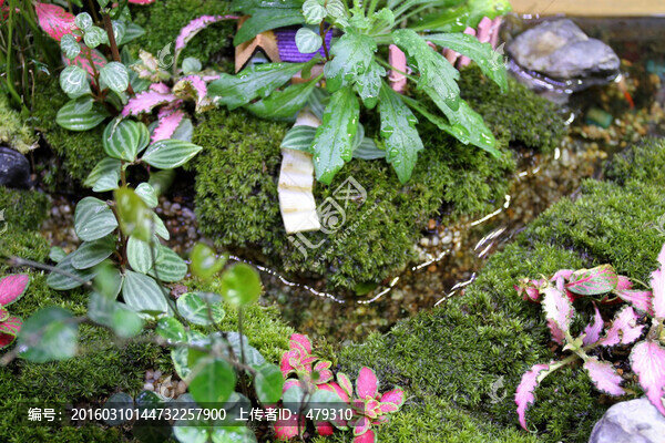 植物墻,綠葉背景,綠化墻,素材
