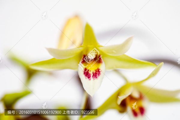 石斛花