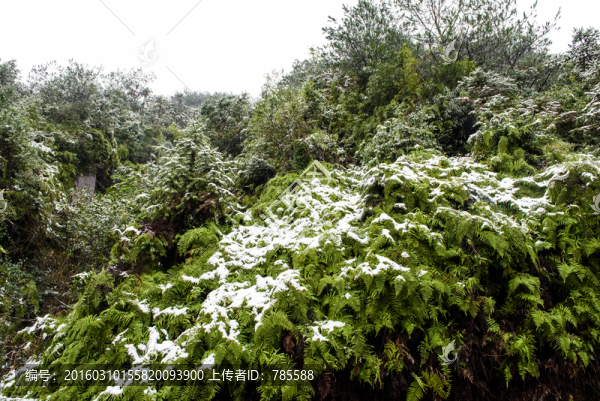雪壓枝頭