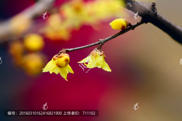 臘梅