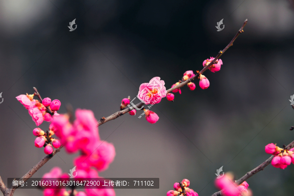 梅花