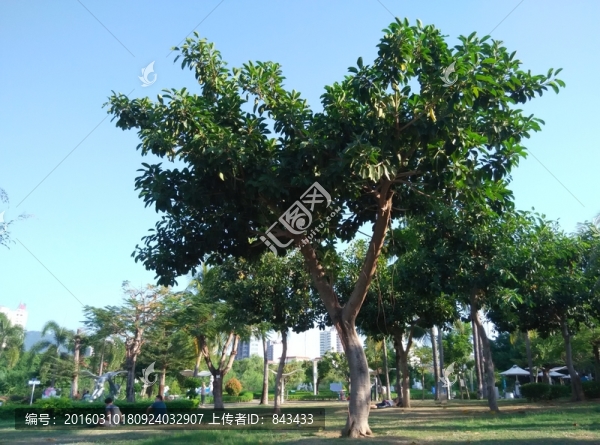 園林風(fēng)光