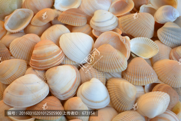 貝殼