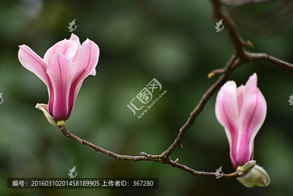 玉蘭花