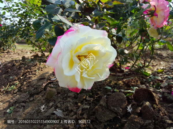 黃玫瑰花