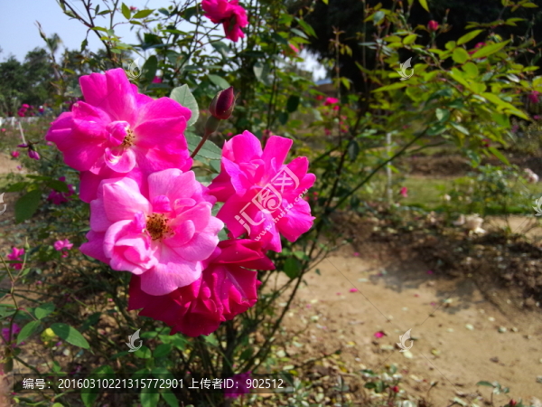 紅玫瑰花