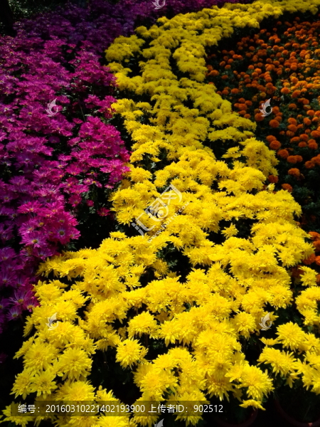 花壇