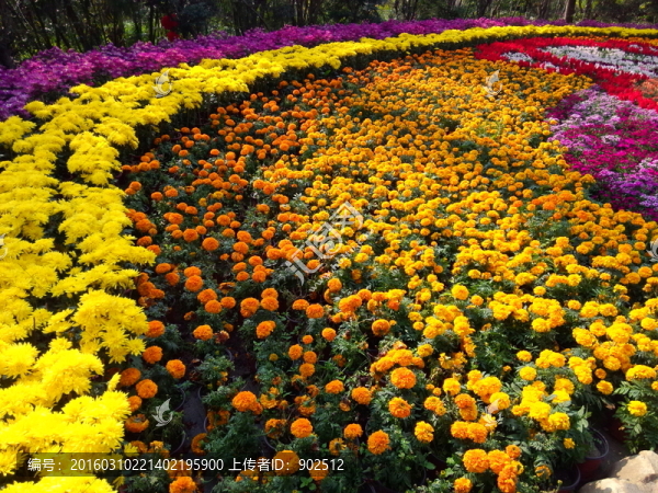 花壇