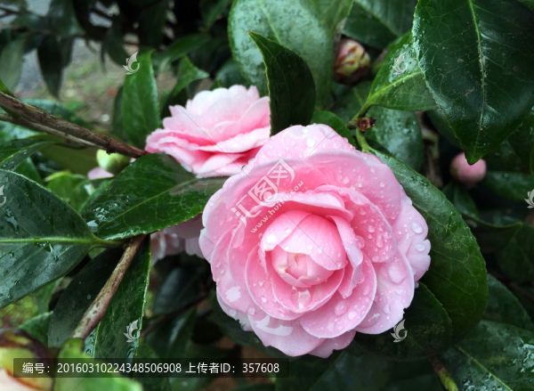 茶花