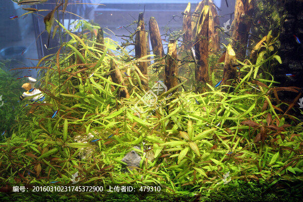 魚缸,生態(tài),綠植,假山,園林