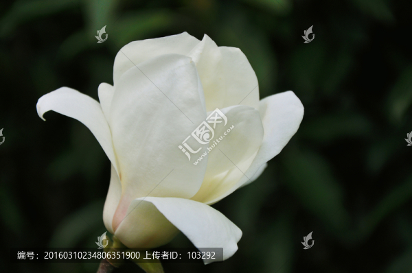 上海市花白玉蘭特寫