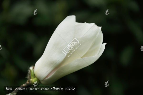 含苞待放的白玉蘭