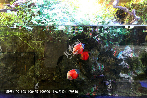 魚缸,生態(tài),綠植,假山,園林