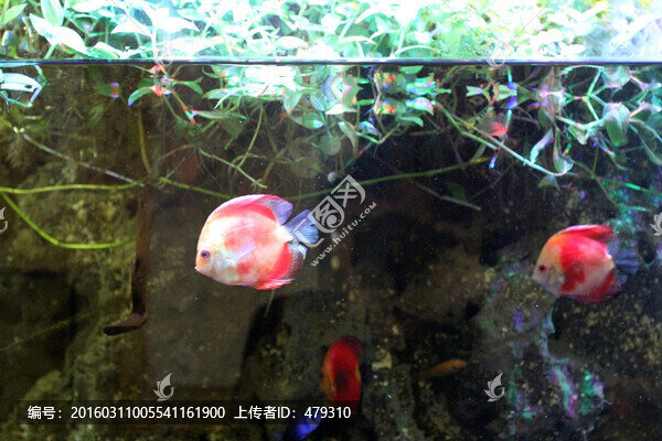魚缸,生態(tài),綠植,假山,園林