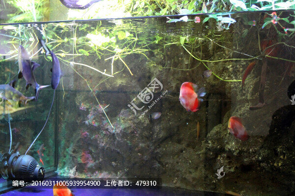 魚(yú)缸,生態(tài),綠植,假山,園林
